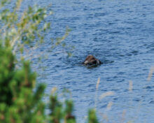 Harvesthills Paddy – Offered for Stud – UT 170 III