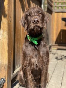 Harvesthills Paddy – Offered for Stud – UT 170 III