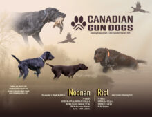 Canadian Gun Dogs- Puppies Available!!