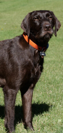 Canadian Gun Dogs- Puppies Available!!