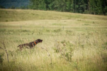 Canadian Gun Dogs- Puppies Available!!