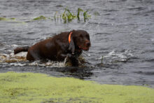 Canadian Gun Dogs- Puppies Available!!