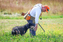 VC Ripsnorter’s Shoot and Miss – Offered for Stud