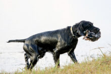 VC Ripsnorter’s Shoot and Miss – Offered for Stud