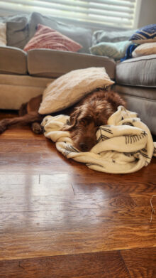 Chesapeake Bay’s Alexander the Great – Offered for Stud – UT 200 Prize II