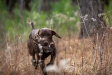 Killbuck's II Yeager Duke PP-007689