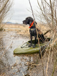 VC Ripsnorter’s Shoot and Miss – Offered for Stud