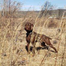 Chesapeake Bay’s Alexander the Great – Offered for Stud – UT 200 Prize II