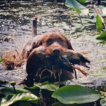 Chesapeake Bay’s Alexander the Great – Offered for Stud – UT 200 Prize II