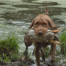 Chesapeake Bay’s Alexander the Great – Offered for Stud – UT 200 Prize II
