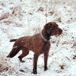 Chesapeake Bay’s Alexander the Great – Offered for Stud – UT 200 Prize II