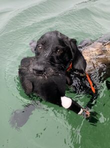 VC Ripsnorter’s Shoot and Miss – Offered for Stud