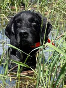 VC Ripsnorter’s Shoot and Miss – Offered for Stud