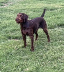 Pioneer Impressive Tally