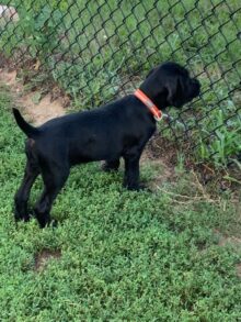 Orange collar - Female