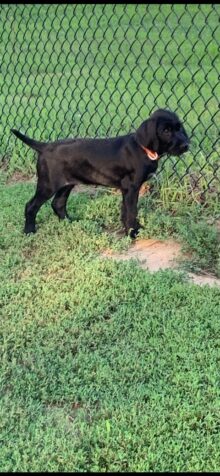 Pink collar - Female