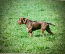 Ripsnorter's Dauntless Dude (Dude)