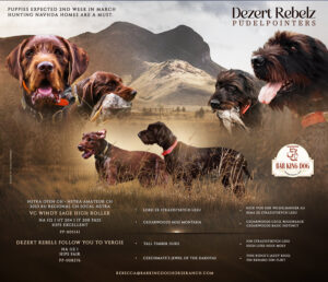 Dezert Rebelz Pudelpointers – Late 2025 Litter Planned