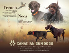 Canadian Gun Dogs- Puppies Available!!