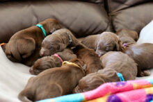 Canadian Gun Dogs- Puppies Available!!