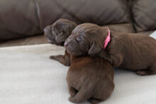 Canadian Gun Dogs- Puppies Available!!