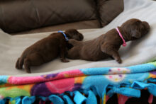 Canadian Gun Dogs- Puppies Available!!