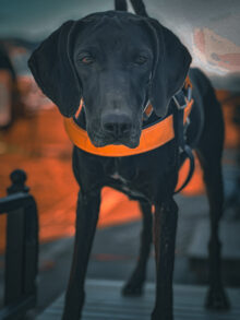 Dezert Rebelz Pudelpointers – Late 2025 Litter Planned