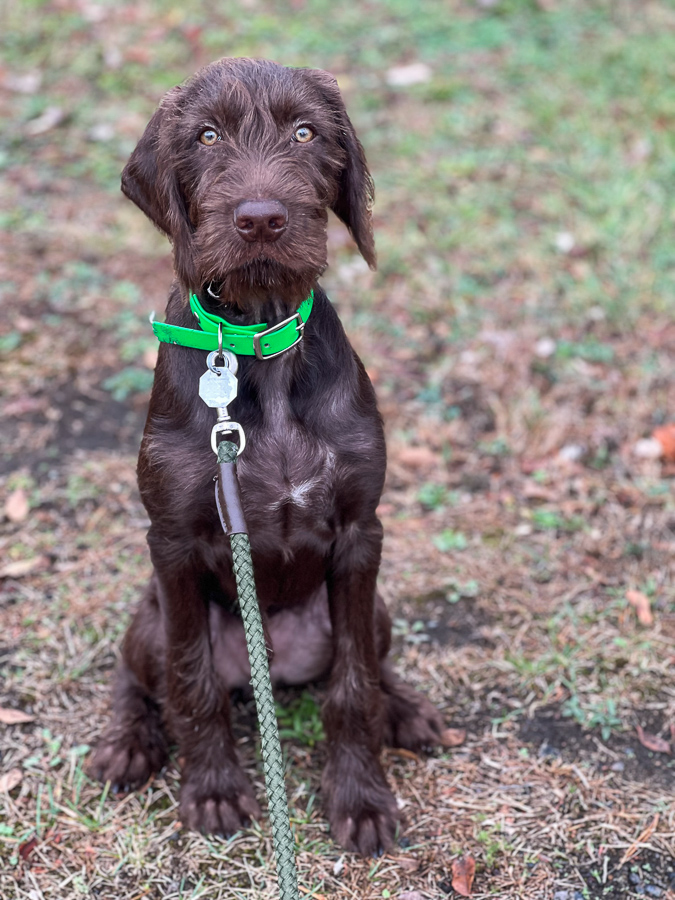 NAPS – North American Pudelpointer Society