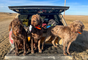 On Point Pudelpointers – Puppies Available!!