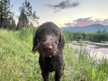 On Point Pudelpointers – Puppies Available!!