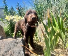 On Point Pudelpointers – Puppies Available!!