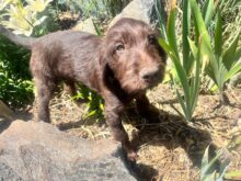 On Point Pudelpointers – Puppies Available!!