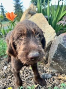 On Point Pudelpointers – Puppies Available!!