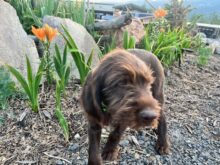 On Point Pudelpointers – Puppies Available!!