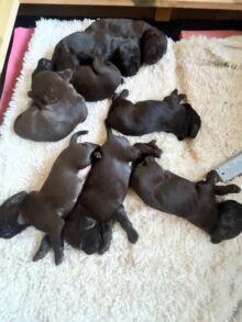 On Point Pudelpointers – Puppies Available!!
