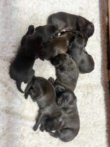 On Point Pudelpointers – Puppies Available!!