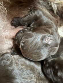 On Point Pudelpointers – Puppies Available!!