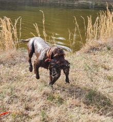 Lone Pine’s In the Blind – Offered for Stud – UT 193 Prize 1