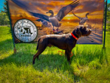 Lone Pine’s In the Blind – Offered for Stud – UT 193 Prize 1