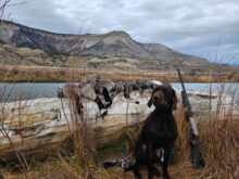 Twin Creeks Hunter – Offered for Stud – UT 198 Prize I