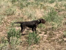 Twin Creeks Hunter – Offered for Stud – UT 198 Prize I