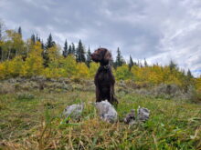 Twin Creeks Hunter – Offered for Stud – UT 198 Prize I