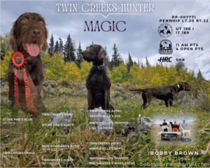 Twin Creeks Hunter – Offered for Stud – UT 198 Prize I