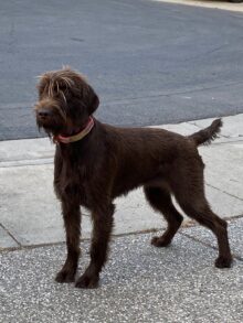 High Road Pudelpointers