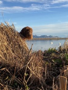 High Road Pudelpointers