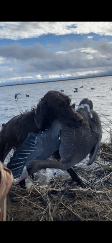 High Road Pudelpointers