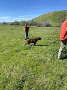 High Road Pudelpointers