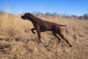 Keigley Branch Buck – Offered for Stud – UT 198 Prize II