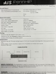 Keigley Branch Buck – Offered for Stud – UT 198 Prize II