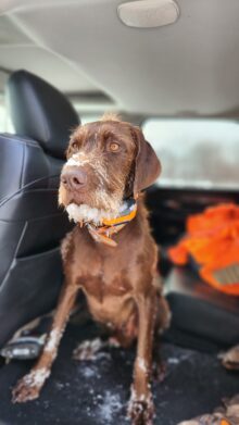 Keigley Branch Buck – Offered for Stud – UT 198 Prize II